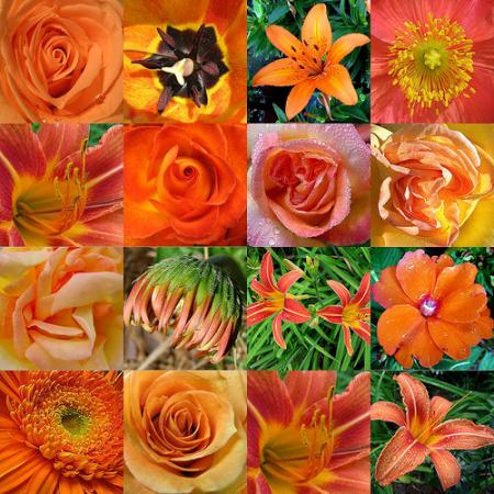 FlOwErS aRe So BeAuTiFuL...